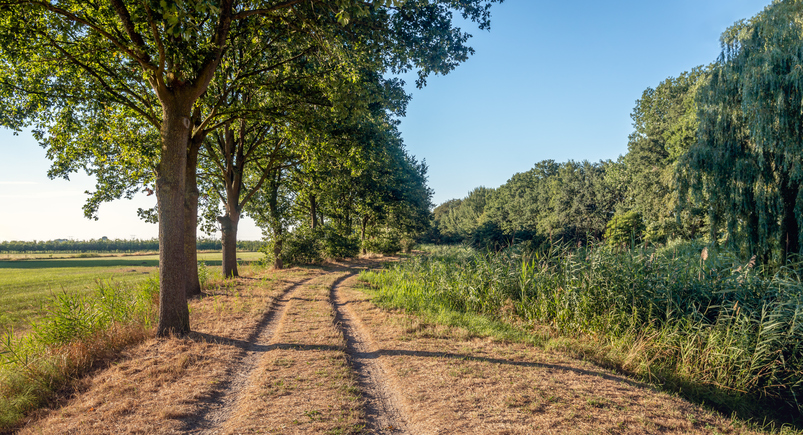 Dirt road with cart tracks along a row of trees on one side and reeds on the other site. The photo was taken on a warm summer evening just before sunset.